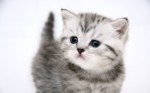 Kitties Plr Articles