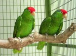 Pet Parrots Plr Articles