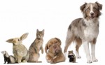Pet Insurance Plr Articles v3