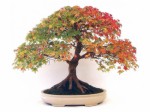 Bonsai Plr Articles v5