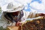 Beekeeping Plr Articles