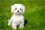 Hypoallergenic Dogs Plr Articles 