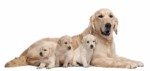 Dog Breeding Plr Articles 