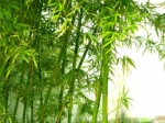 Bamboo Plr Articles