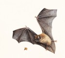 Bats Plr Articles