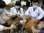 Bird Flu Plr Articles