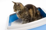 Cat Litters Plr Articles