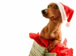 Christmas Plr Articles v5