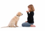 Dog Training Plr Articles v6