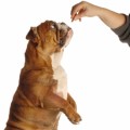 Dog Treats Plr Articles