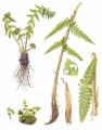 Ferns Plr Articles