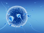 Fertility Plr Articles v2