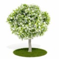 Flowering Tree Plr Articles