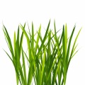 Grass Plr Articles