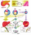 Metabolism Plr Articles v2