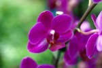 Orchids Plr Articles