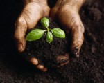 Soil Plr Articles