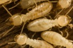 Termites Plr Articles v2