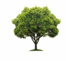 Trees Plr Articles v2