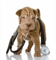 Health & Pets Plr Articles