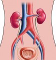 Urinary Disroders Plr Articles