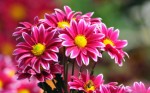 Flowers Plr Articles