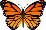 Butterflies Plr Articles