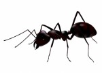Ants Plr Articles