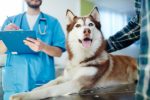 Animal Care Plr Articles