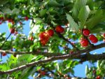 Growing Fruit Tree Plr Articles