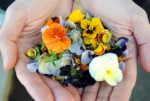 Edible Flowers Plr Articles