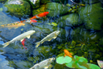 Koi Ponds Plr Articles