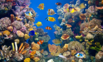 Saltwater Aquariums Plr Articles