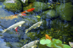 Koi Ponds PLR Autoresponder Email Series