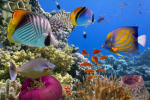 Saltwater Aquariums PLR Autoresponder Email Series