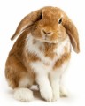 Pet Rabbits Plr Articles