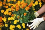 Gardening Tips Plr Articles