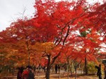 Raising Japanese Maples For Profit Plr Articles