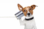Dog Communication Plr Articles