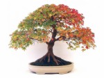 Bonsai Plr Articles v5