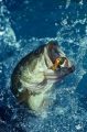 A Guide To Bass Fishing Plr Ebook