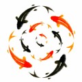 Koi Plr Articles 