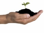 Fertilizer Plr Articles