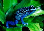 High Definition Plr Articles