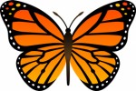 Butterflies Plr Articles