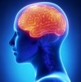 Improving Your Brain Power Plr Articles